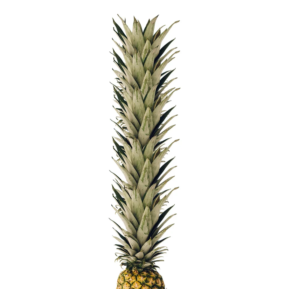 Action Zebra	 - Endless Pineapple Art Print