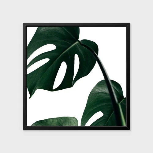 Action Zebra	 - Monstera Art Print