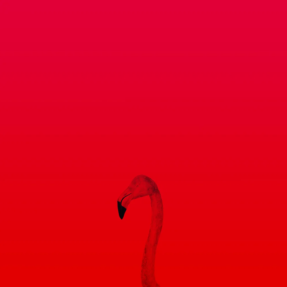 Action Zebra	 - Red Flamingo Poster