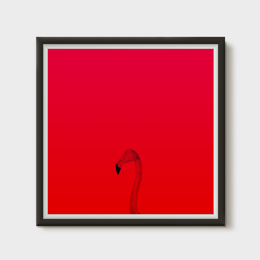 Red Flamingo Poster