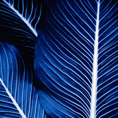 Action Zebra	 - Palm Blue Art Print