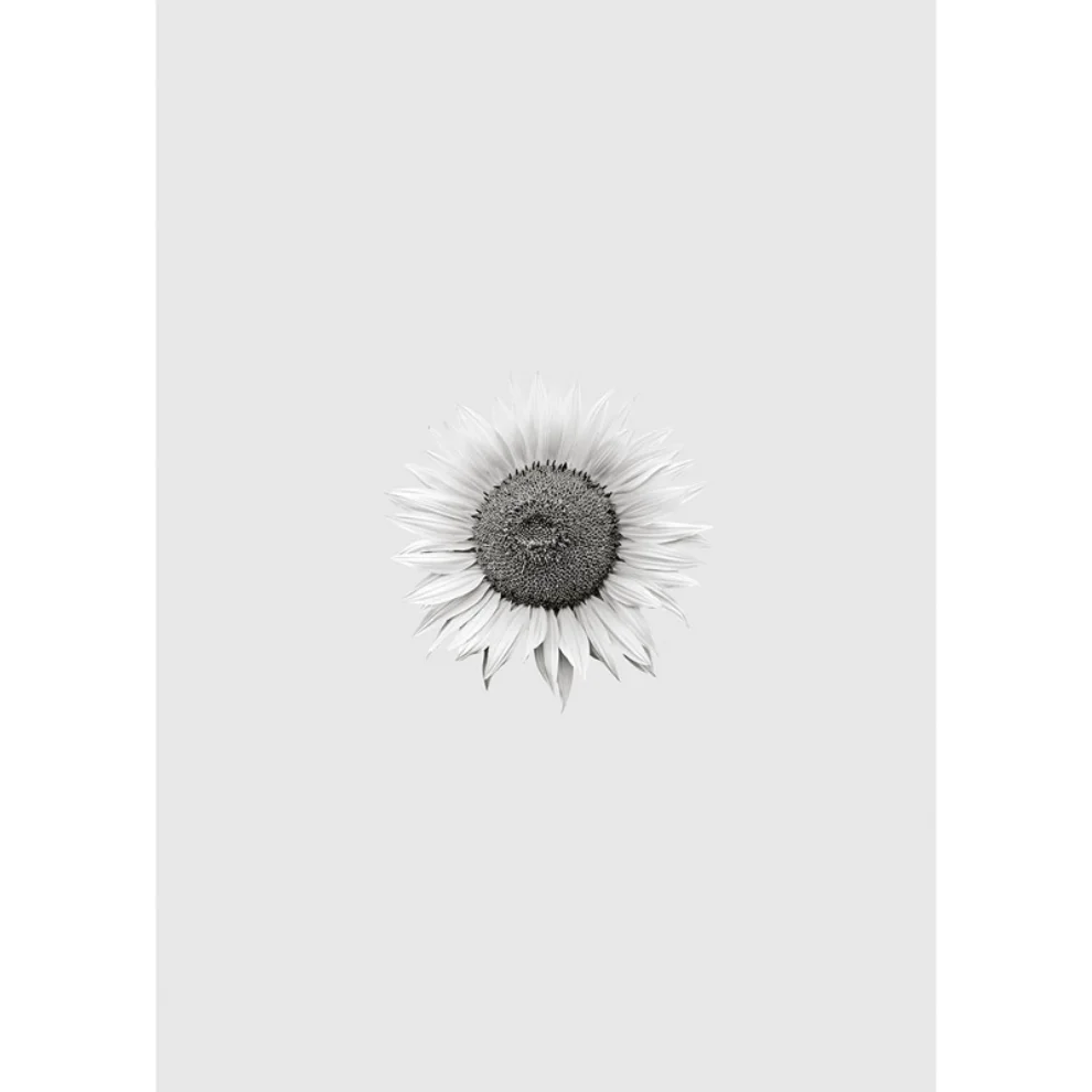 Action Zebra	 - Sun Flower Poster