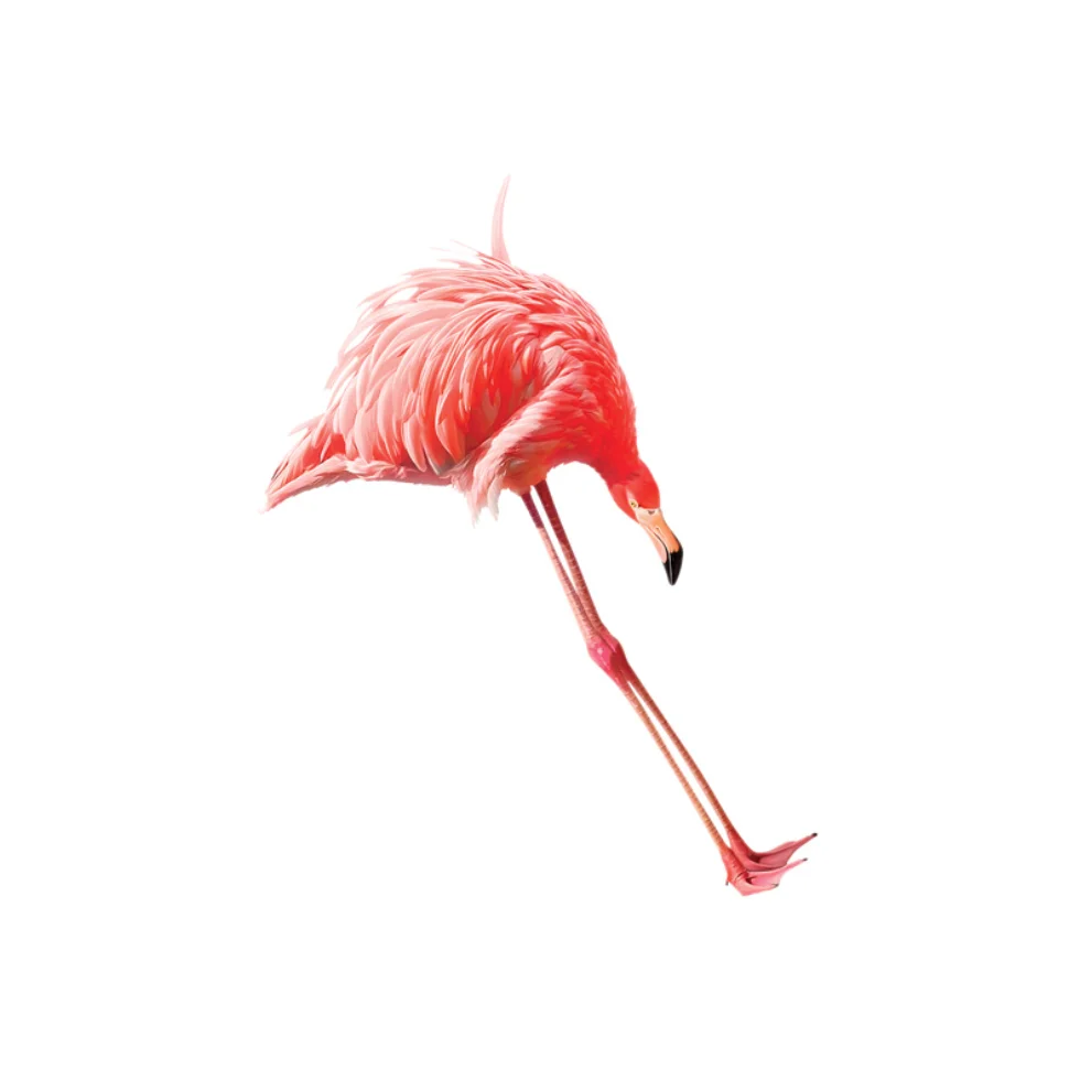 Action Zebra	 - Jump Flamingo Art Print