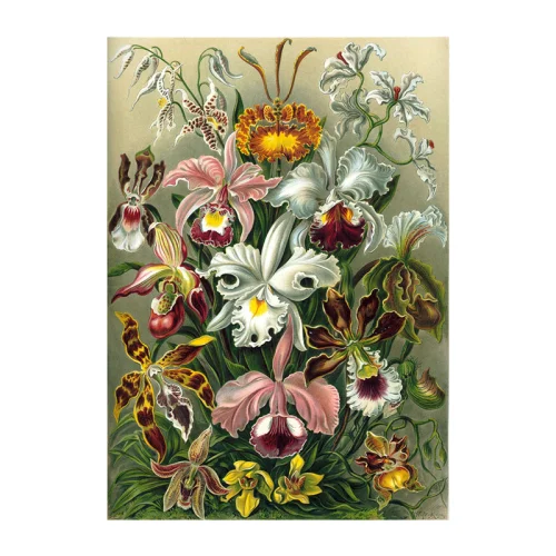 Sauca Collection - Haeckel Lilly Flowers Printing