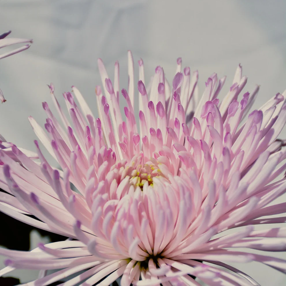 abtira | garden - Pink & Lotus Yaşlanma Karşıtı Yüz Serumu | Nemlendirici | Tüm Cilt Tipleri