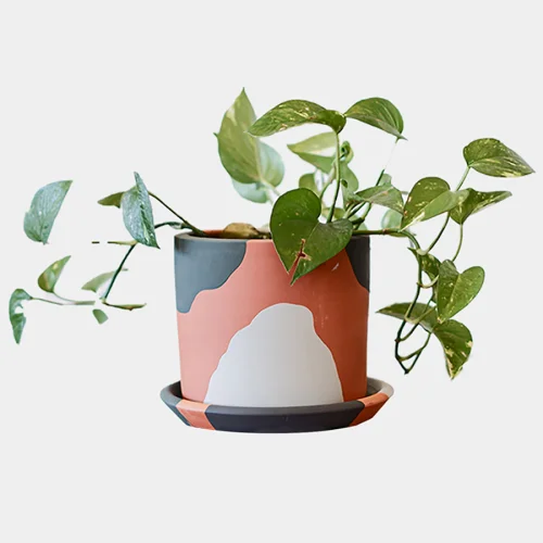 fi.dayy - Terracotta Plant Pot - II