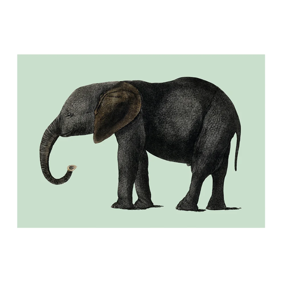 Sauca Collection - Green Elephant Baskı