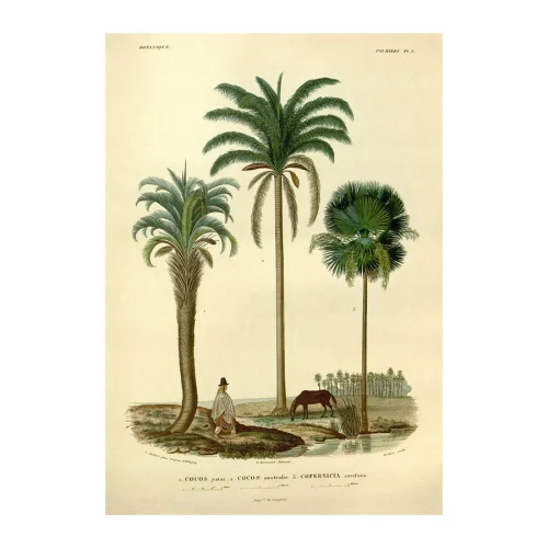 Sauca Collection - Palm Cocos Printing