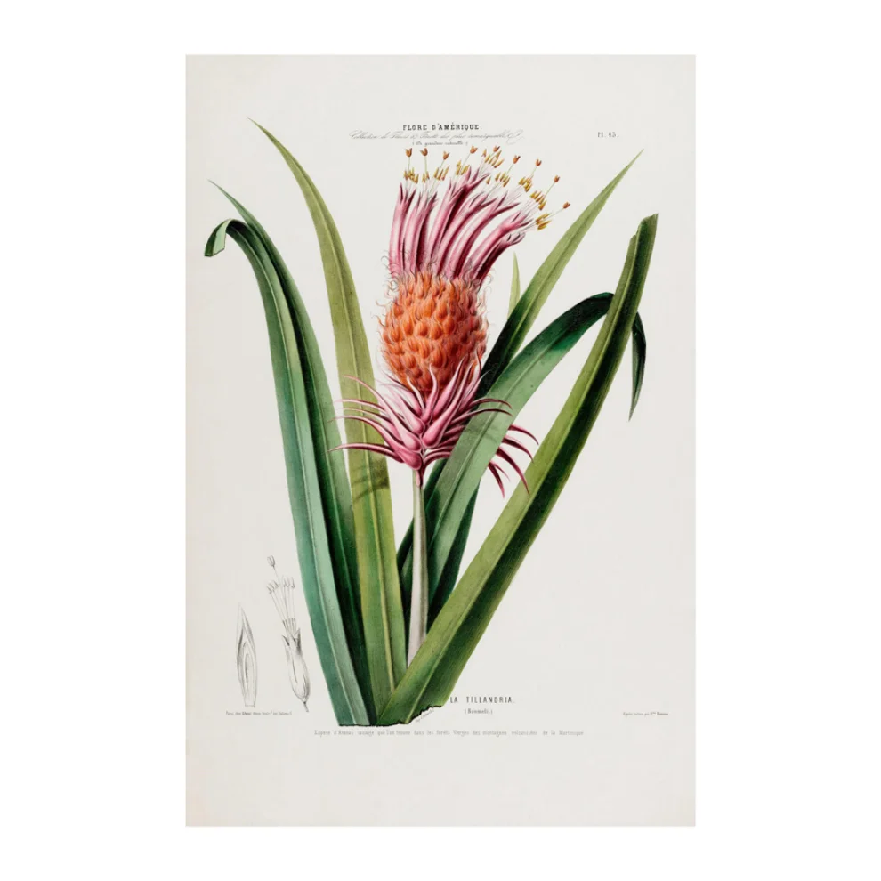 Sauca Collection - La Tillandria Botanical Poster