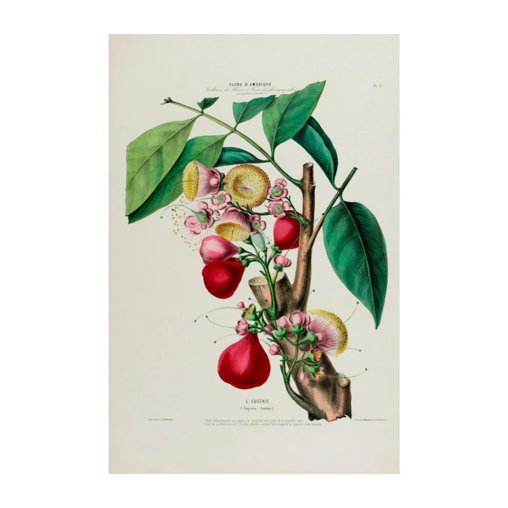 Sauca Collection - L’Eugenie Botanical Poster 