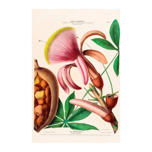 Sauca Collection - Le Marronier Botanical Poster