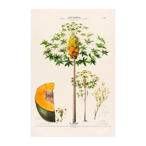 Sauca Collection - Le Papayer Botanical Poster