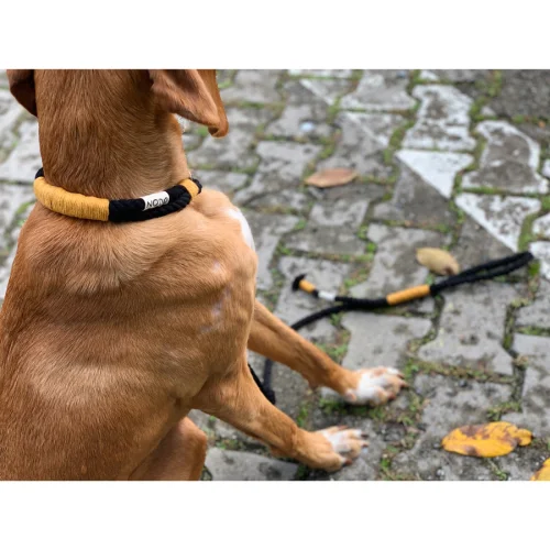 Nodo İstanbul - Köpek Boyun Tasması