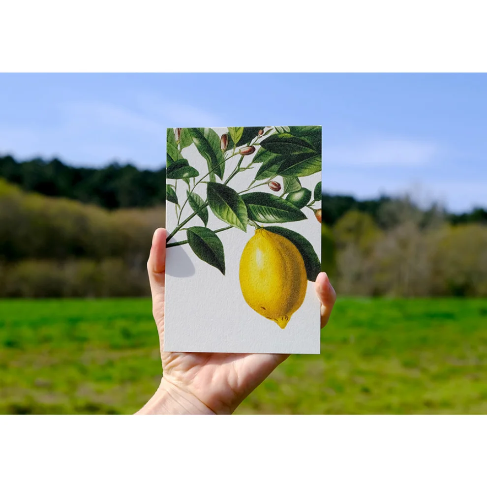 Paper Street Co. - Citrus Lemon - Notebook