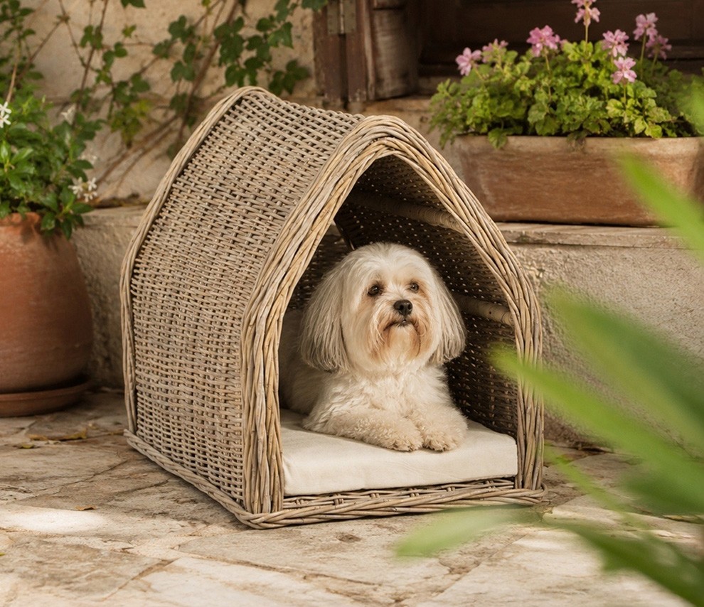 pet
