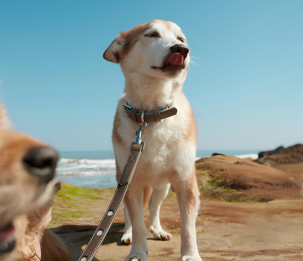 pet
