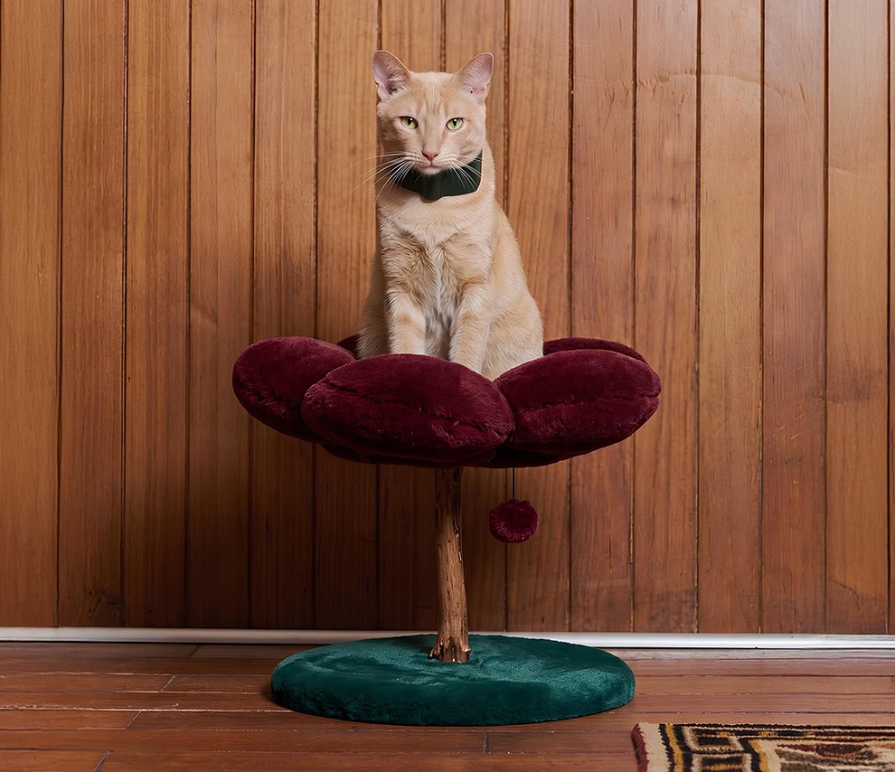 pet