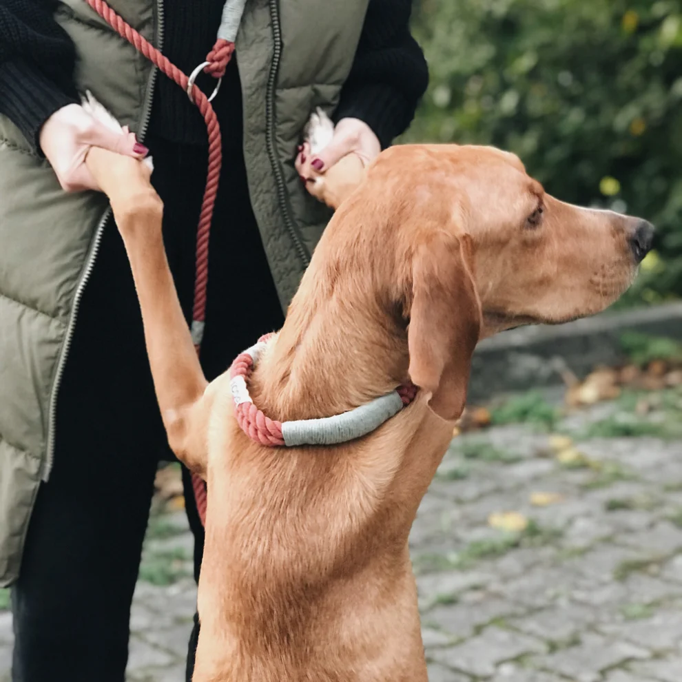 Nodo İstanbul - Nodo Handsfree Köpek Tasması