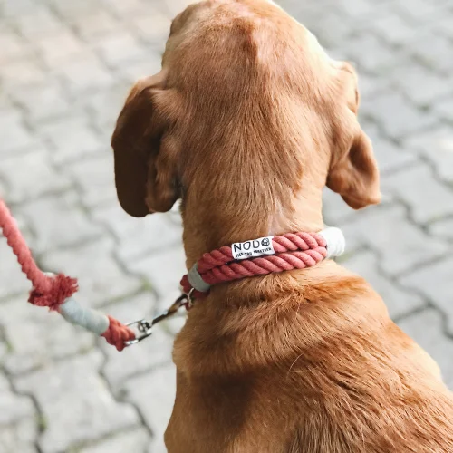 Nodo İstanbul - Nodo Dog Collar