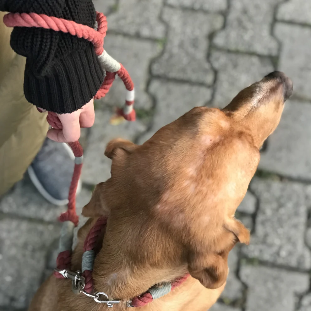 Nodo İstanbul - Nodo Köpek Gezdirme Tasması