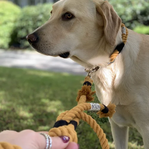 Nodo İstanbul - Nodo Köpek Gezdirme Tasması