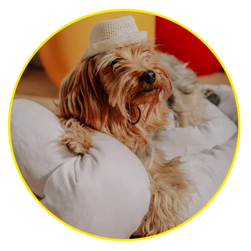 Hook Up Pillow - Hook Up For Pets White Velvet