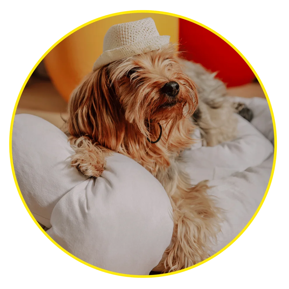 Hook Up Pillow - Hook Up For Pets White Velvet