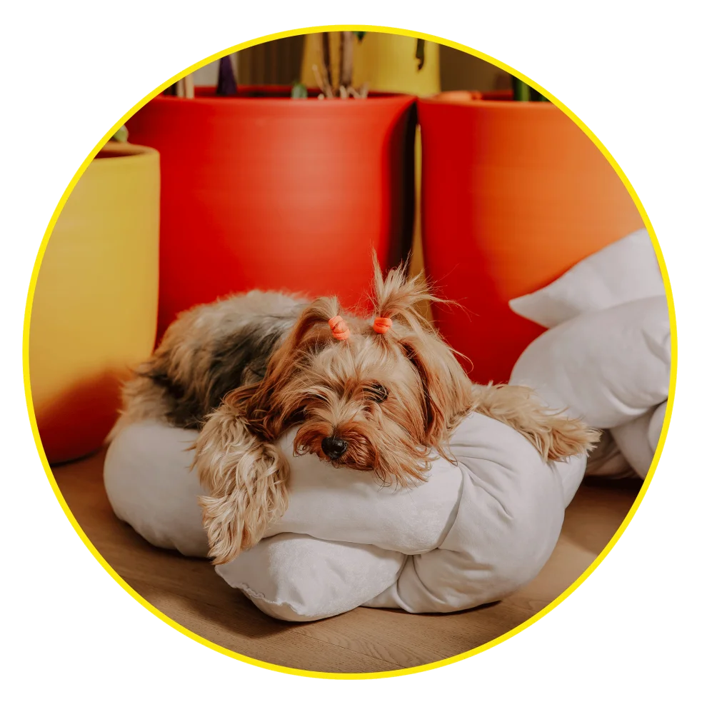 Hook Up Pillow - Fiber Dolgulu Kadife Pet Yatağı