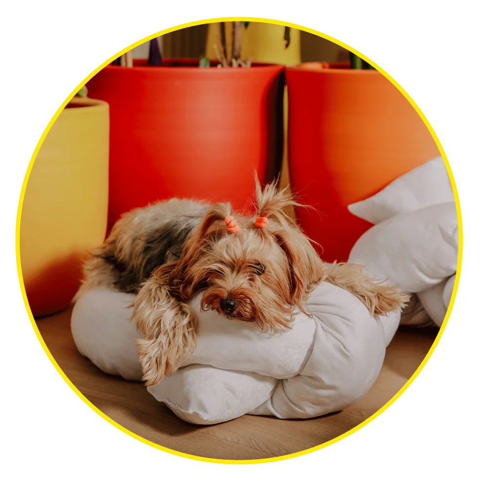 Hook Up Pillow - Hook Up For Pets White Velvet