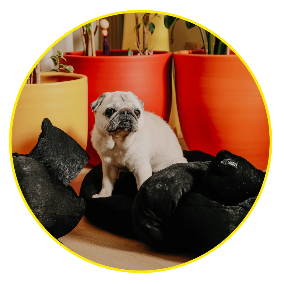 Hook Up Pillow - Hook Up For Pets Black Velvet