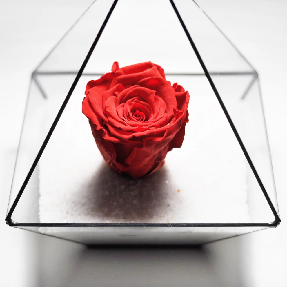 El Crea Designs - Geometric Terrarium Unfading Rose