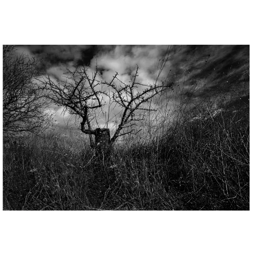 Rectangle Studio - Peyzajlar - Ağaçlar Baskı 01