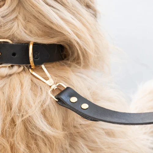 Pups & Itchy - Perfecto Dog Collar