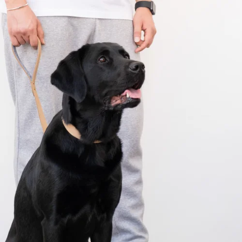 Pups & Itchy - Perfecto Köpek Gezdirme Tasması