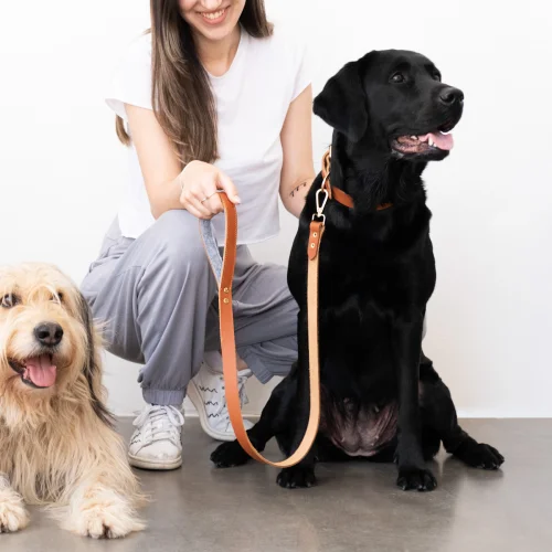 Pups & Itchy - Perfecto Köpek Gezdirme Tasması