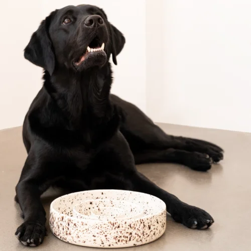 Pups & Itchy - Slow Feeder Dog Bowl