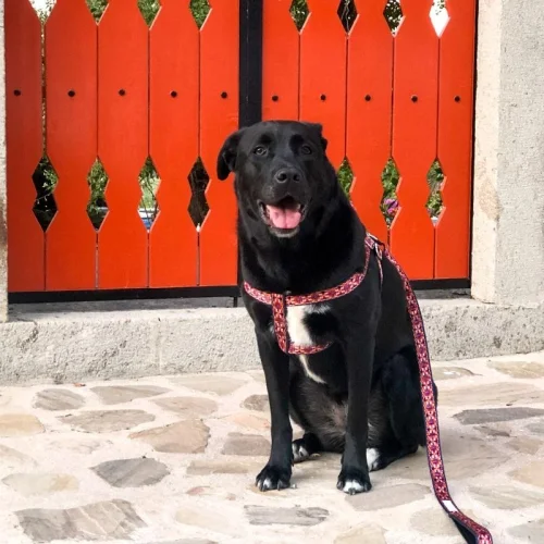 Tofico Pets - Tofella Dog Harness