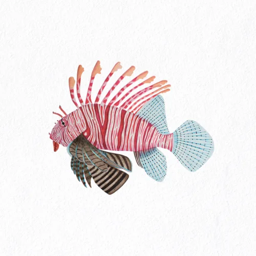 Hande Alpaslan - Red Lionfish Chart