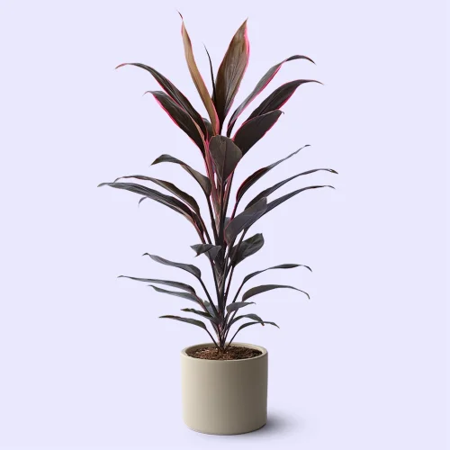 terakota - Cordyline Fruticosa - Saksılı Canlı Bitki