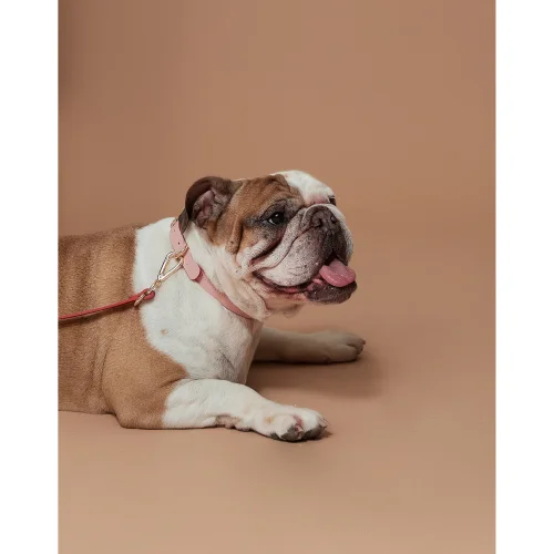 Zoe Pet Atelier - Deri Köpek Boyun Tasması