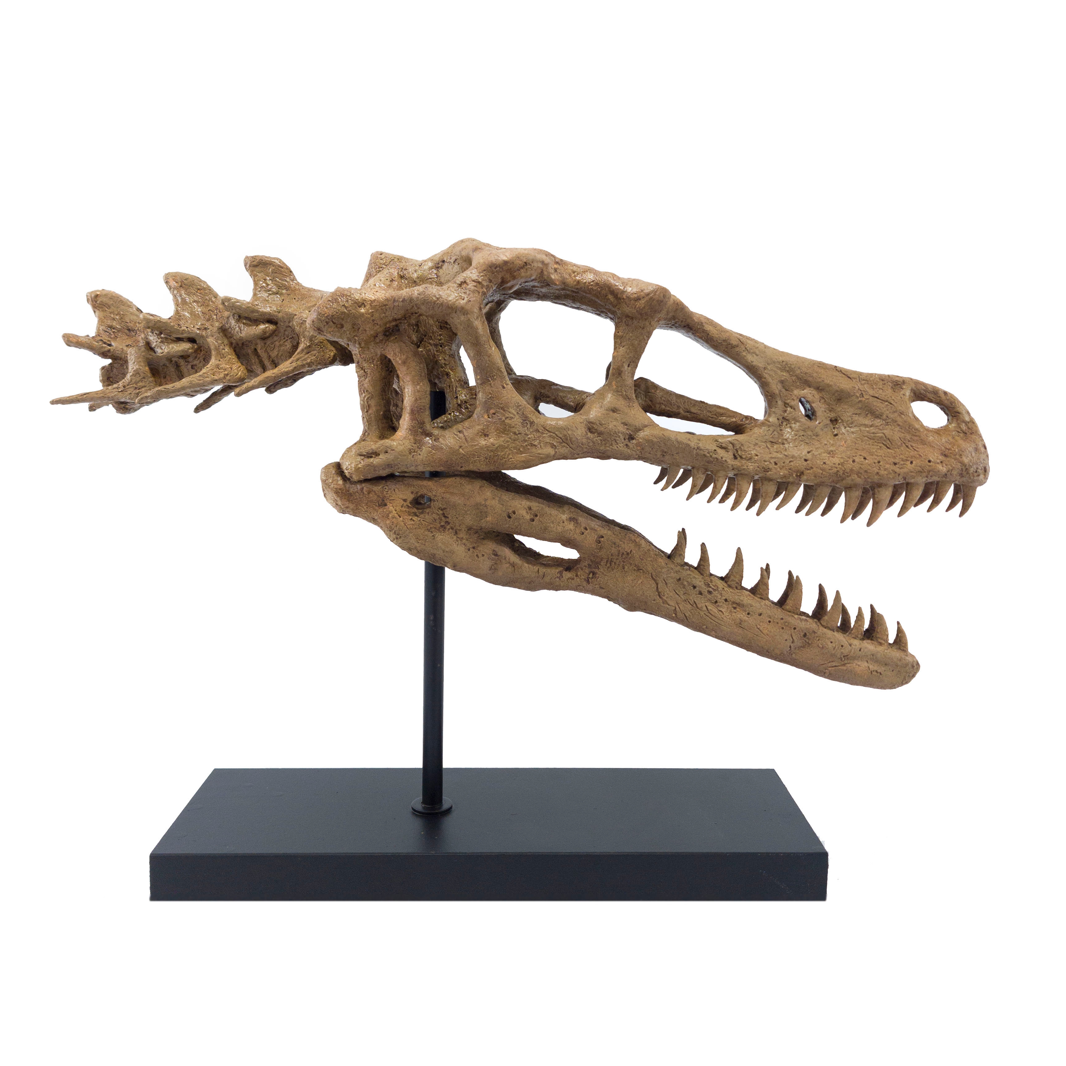 Velociraptor Dinosaur Skull No.1