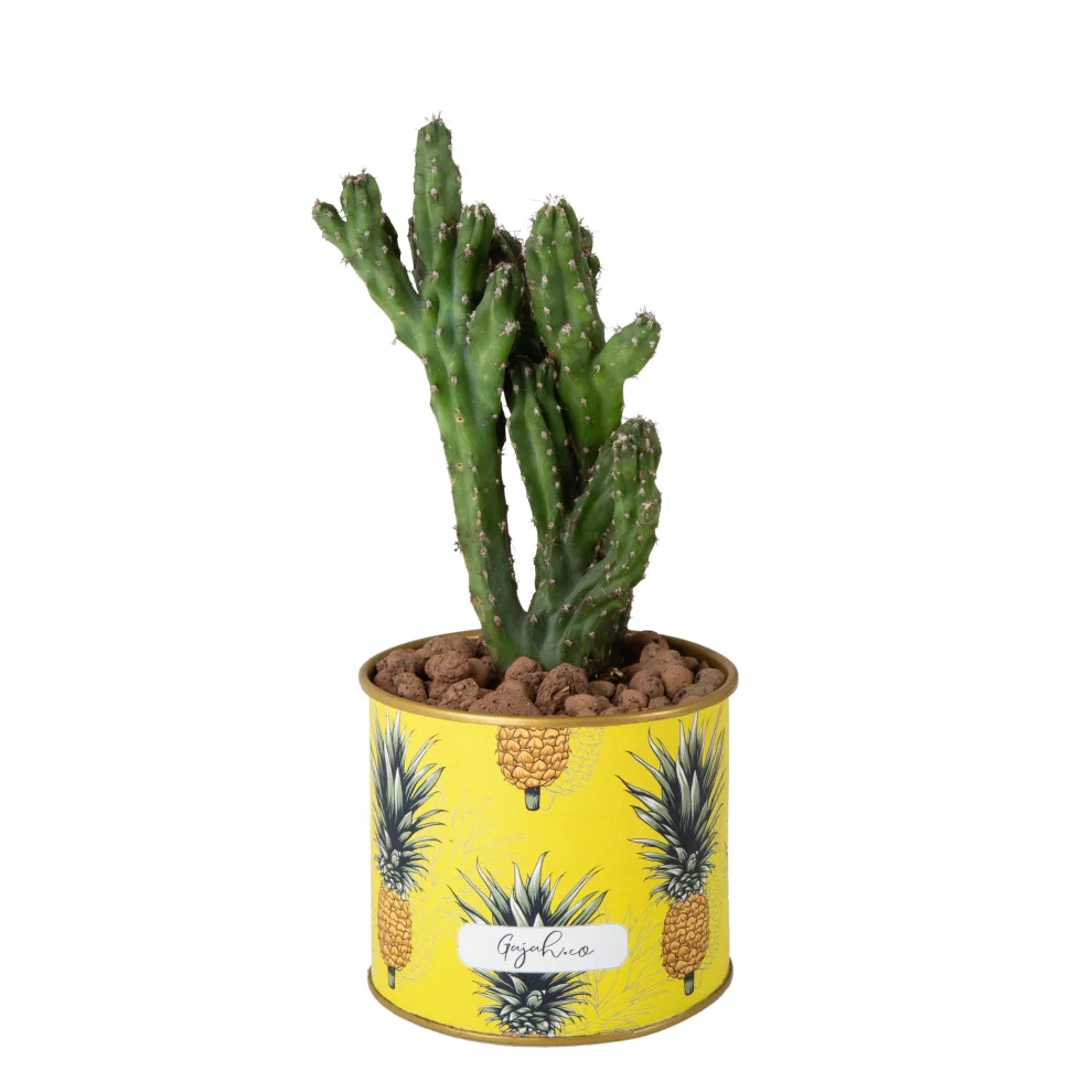 Gajah Co - Aster - Allegra Live Cactus & Succulent