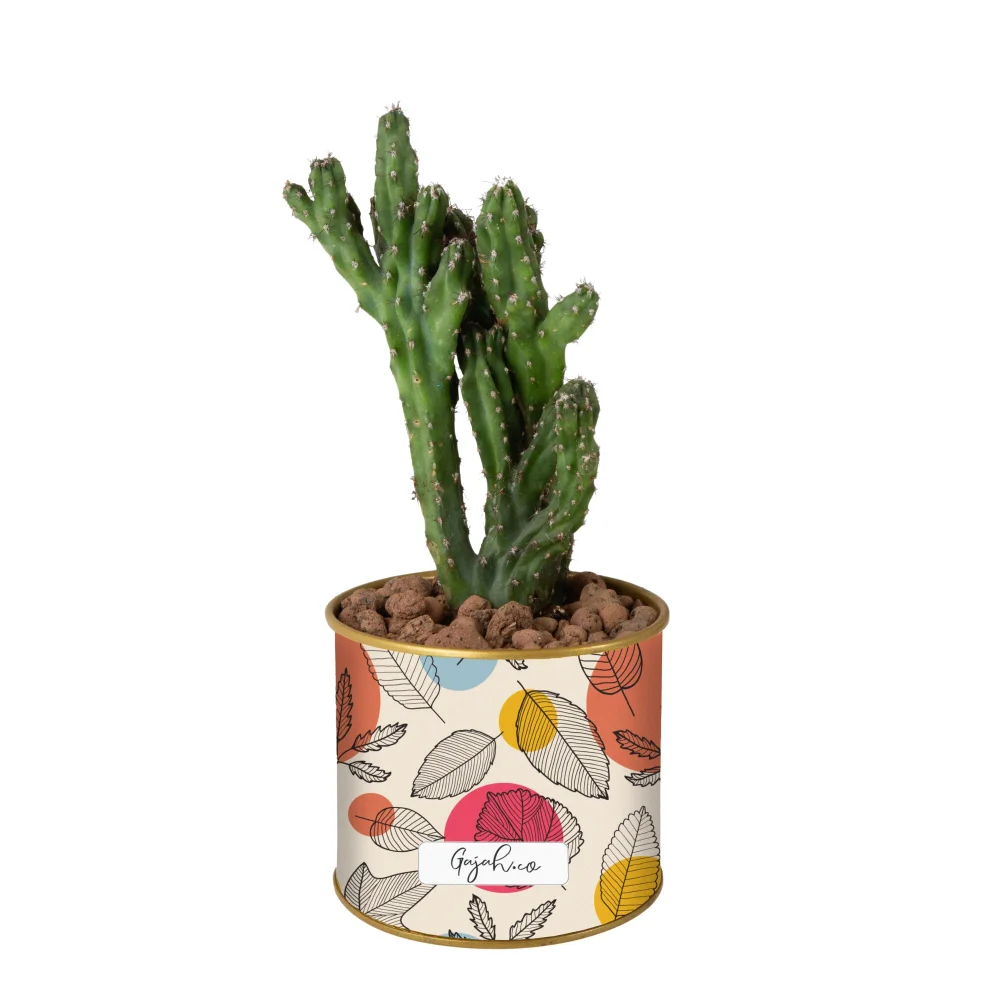 Gajah Co - Aster - Lin Live Cactus & Succulent