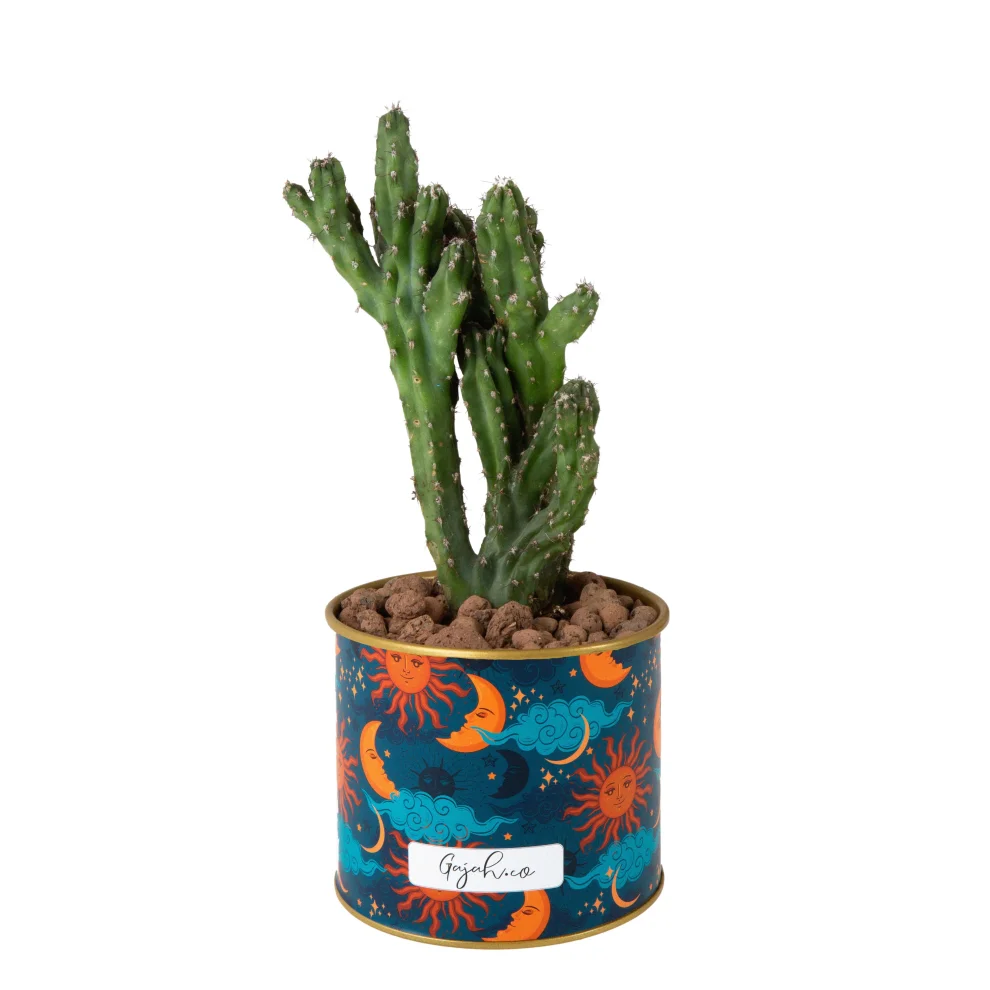 Gajah Co - Aster - Mi Luna Mi Sol Live Cactus & Succulent