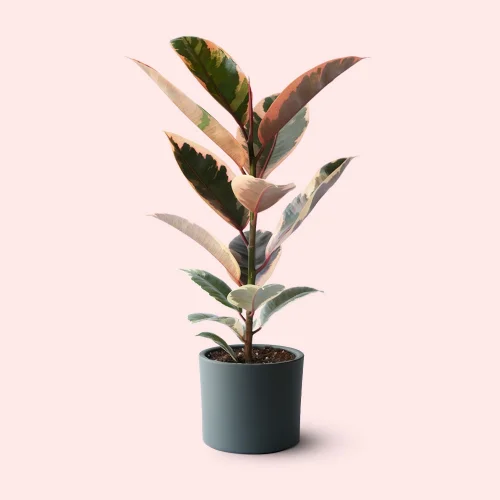 terakota - Ficus Elastica Belize Potted Live Plant