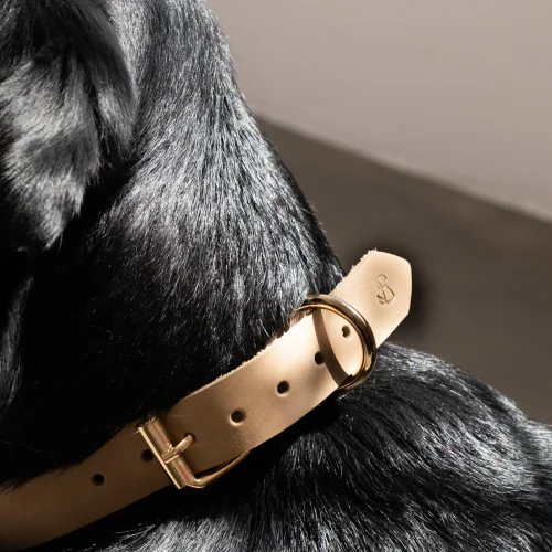Pups & Itchy - Perfecto Dog Collar