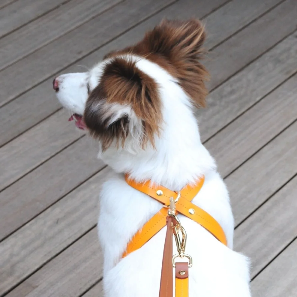 Zoe Pet Atelier - Leather Dog Harness - Il