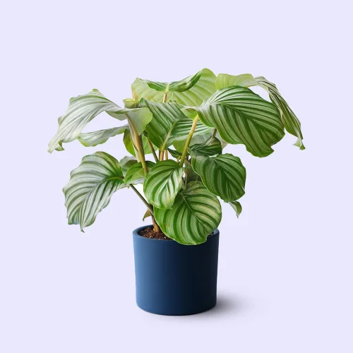 terakota - Calathea Orbifolia - Potted Live Plant