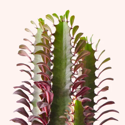 terakota - Euphorbia Trigona Rubra - Saksılı Canlı Bitki