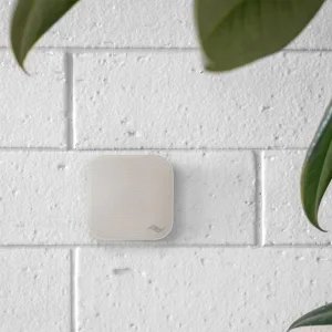Wall Mount, Bone